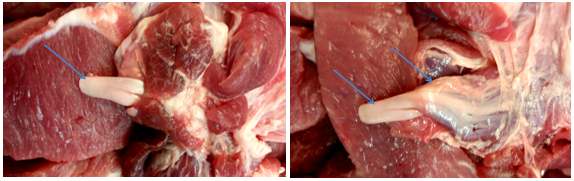 图1.市售猪肉中的“白色带状物”（佘锐萍） 图2. 图1猪肉中的“白色带状物”，原来是 肌腱结构