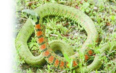  资料图：“野鸡项”虎斑颈槽蛇