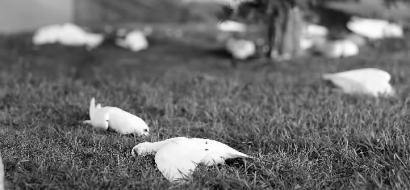 树下这个区域，很多鸽子都死了 新文化记者 孙立国 摄