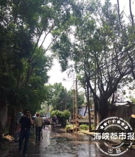 事发马蜂蜇人路段，当时园林工作人员正在修剪，树枝倒下引发马蜂蜇人。