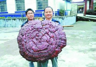 图为在蓝山县湘江源头发现的特大野生灵芝。 李先志摄