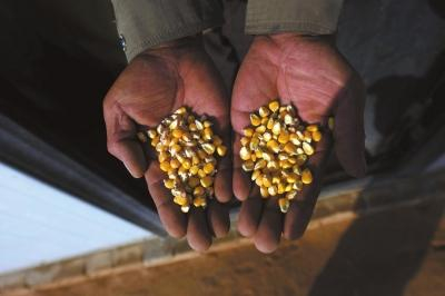 红墩界圪洞河村农户展示制种玉米种子，左父本右母本。