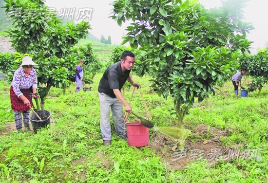贵州印江土地流转 农民增收