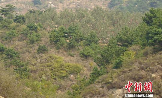 站在山坡上望去，一片苹果树隐藏在松树林之中。　张帆 摄