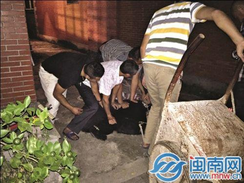 　　驯养员将麻醉的母熊抬上小推车