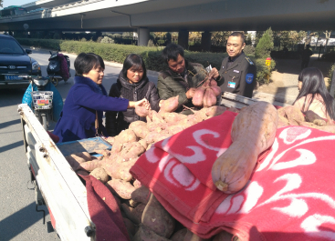 市民纷纷购买红薯