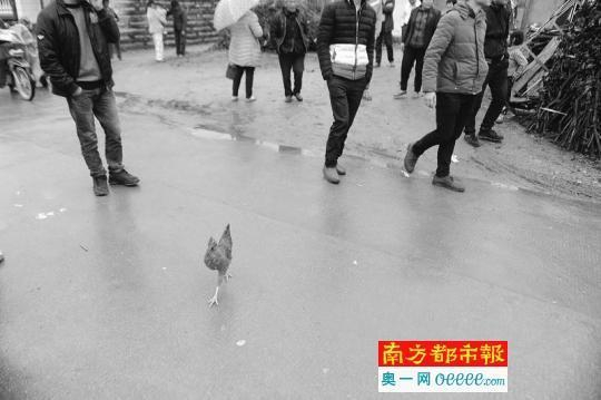 事发时，追逐中偷鸡者倒在路边随后不治。海峡导报图片