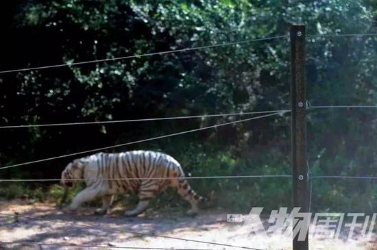 2016年9月15日，八达岭野生动物园猛兽区改造完成，在道路两旁架设了电网