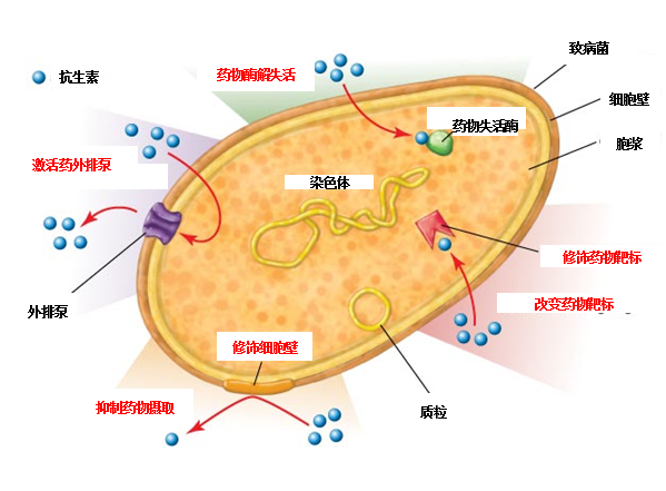 　　细菌抗药性产生机理示意图：细菌通过基因突变，改变自身结构，来削弱抗生素的作用效果，从而产生耐药性。具体比如：合成药物失活酶，引起药物失活；&nbsp;激活药物外排泵，减少药物吸收；通过对细胞壁加强修饰，抑制药物摄取；修饰药物靶标，使得药物无法结合发挥药效。 图片来源：britannica.com 作者编译