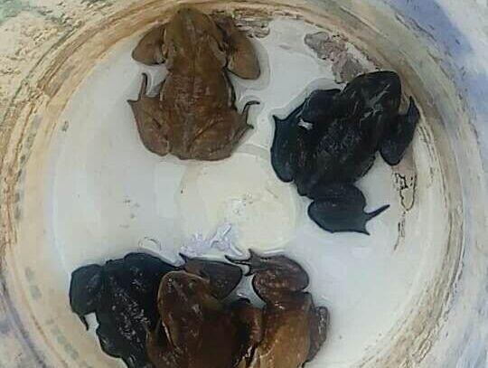 “幸存”下来的癞蛤蟆