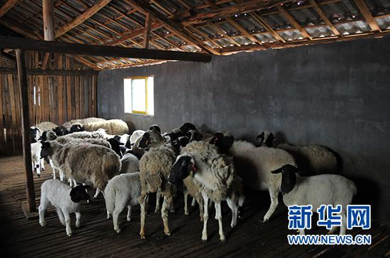 　晴隆县沙子镇三合村农合养殖的羊。新华网&nbsp;周远钢摄&nbsp;