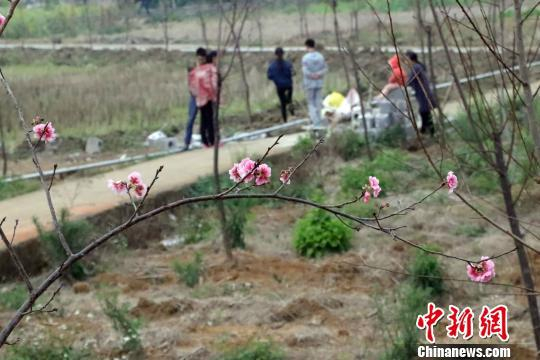  石坑樱花生态园的樱花已零星开放。　周金有&nbsp;