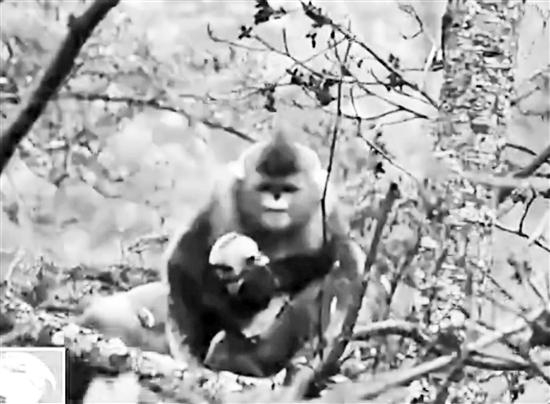 妈妈倍加呵护刚出生的小滇金丝猴“雪儿”。视频截图