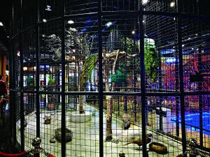  商场养的孔雀。