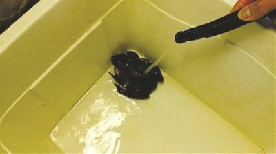  叫声奇特的牛蛙。