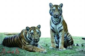 粤北华南虎繁育中心生活着的威猛华南虎。