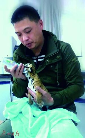 正在给刚出生小虎崽喂奶的“奶爸”。