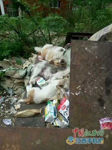 “学霸狗”被打死扔在垃圾堆里