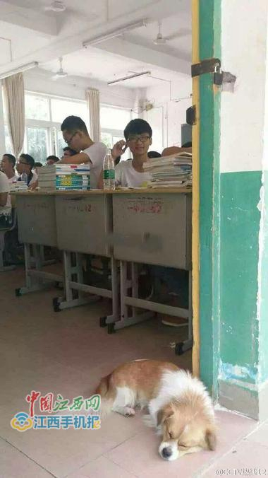 “学霸狗”趴在教室门口“听”课