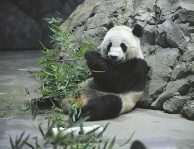 大熊猫在美国