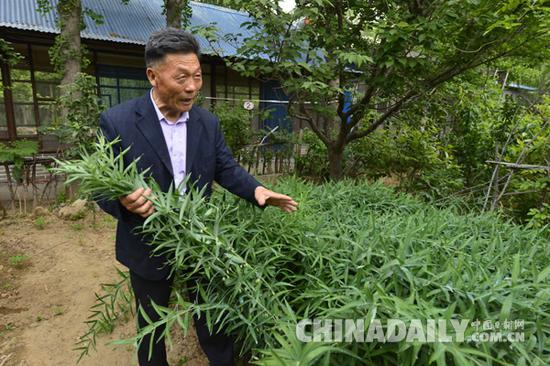 　　张玉清介绍泰山紫草的药效特点。鞠传江摄影&nbsp;