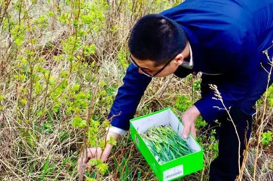 ▲山上的山韭菜，味道比一般的韭菜好很多