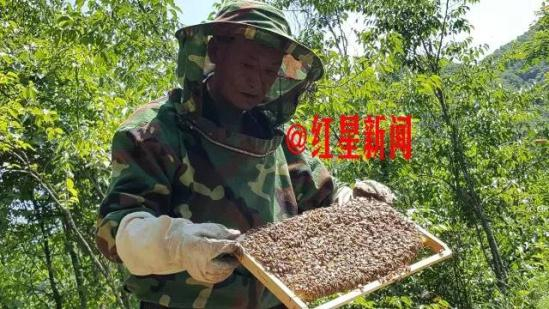 ▲周正龙在查看自己养的蜜蜂