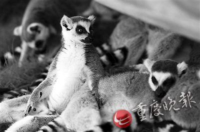 吃饱了躲在阴凉处