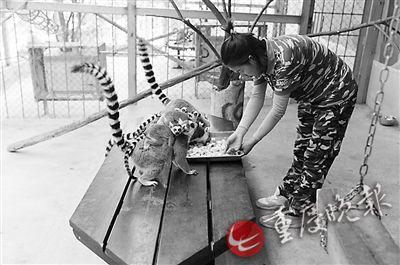 黄和平给猴子喂食