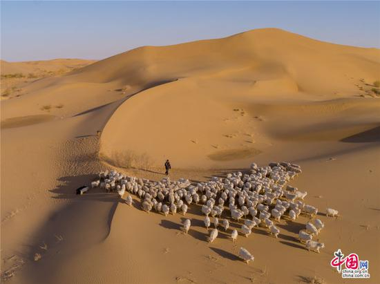 　　在库布其沙漠，人们为改善植物生存环境，采取禁牧措施。尤其是在春季，为保护刚种下的植被不被牛羊啃食，牛羊多是在圈舍中度过，在不破坏生态的前提下，牧民们也会让羊群到开阔沙地里活动一下。乔治•斯坦梅茨 摄