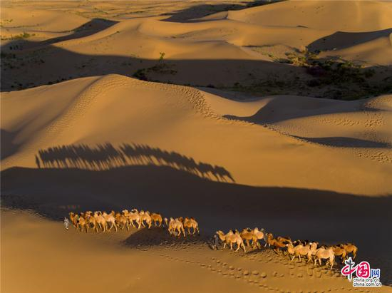 骆驼曾经是沙漠里的唯一交通工具，如今成为向人们展示生态美景的载体。乔治•斯坦梅茨 摄