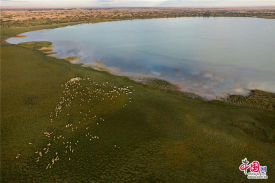 　　如今，库布其沙漠每年的降雨量约310毫米，沙尘天气大幅减少，近年来京津冀地区沙尘暴减少，也得益于库布其的绿色行动。乔治•斯坦梅茨 摄