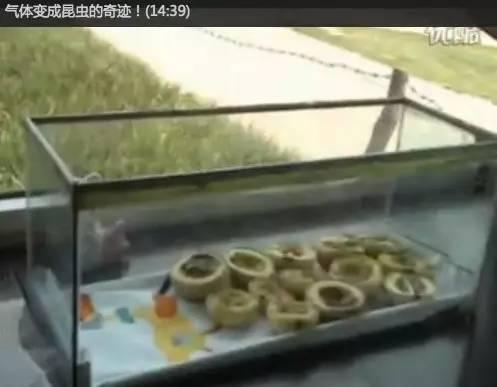 气体变成昆虫的实验。视频截图