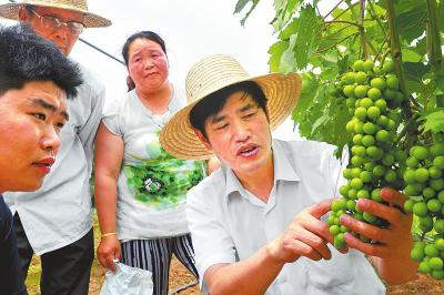 6月19日，陈增喜在南阳市宛城区大山农业科技示范园向果农传授有机葡萄栽培技术。⑨6崔培林摄