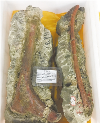 基干蜥脚形类恐龙肋骨化石