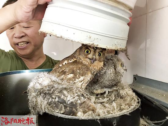 抽油烟机管道里的猫头鹰