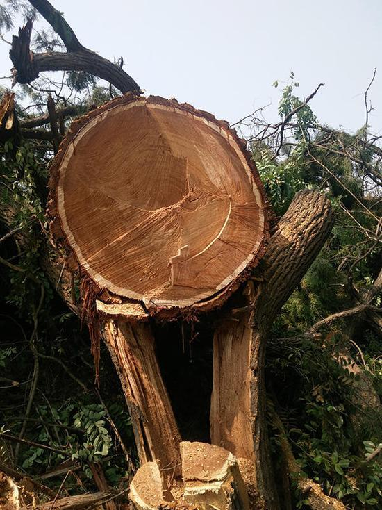 盗伐者没有带走的树干和零散的树枝。&nbsp;