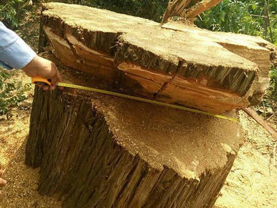 古柏树被砍，只剩下约1米高的树墩。&nbsp;本文图片均为当地村民提供&nbsp;