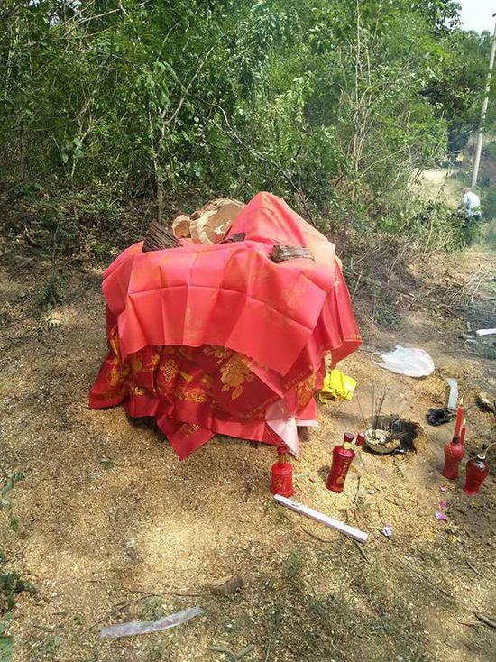 古柏树被砍后，村民用红被面将树墩盖住。&nbsp;