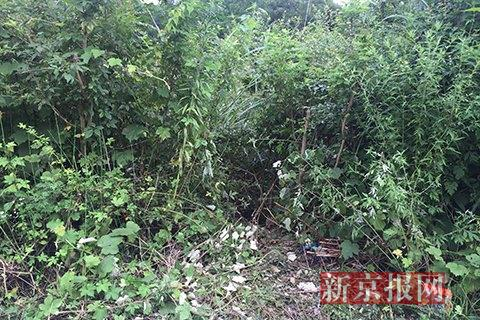 小女孩被拖入的地点荆棘丛生。本组图片摄影：新京报记者安钟汝