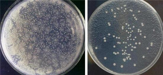 　　上图为：消毒前（左）后（右）菌落总数测定示意图（每100平方厘米）。