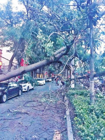　　大树倒下砸中两辆车，并横躺在马路上。