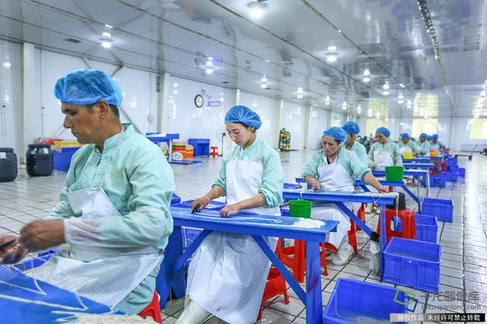秋实农业南疆羊肠生产厂维吾尔族工人们在加工羊肠衣（7月4日摄&nbsp;图片来源：tuku.qianlong.com）。千龙网记者&nbsp;许珠珠摄