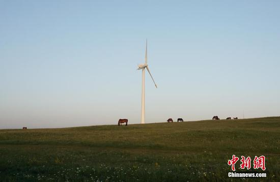 马儿在草原上吃草。&nbsp;孙静波摄&nbsp;