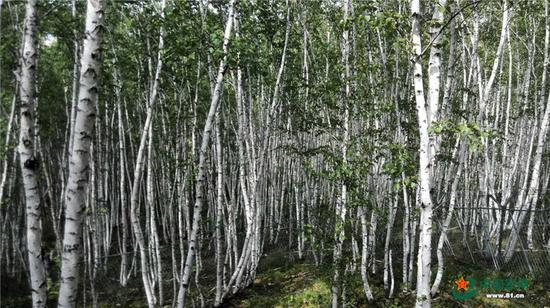 三角山下的白桦林。侯大伟 摄