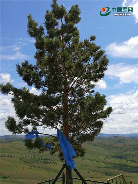 三角山哨所的相思树。武天敏摄