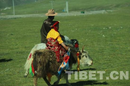 △图为骑着牦牛迎接班禅大师的治多县当地少年。转载该作品，须注明来源中国西藏网和署著作者名，否则将追究相关法律责任。