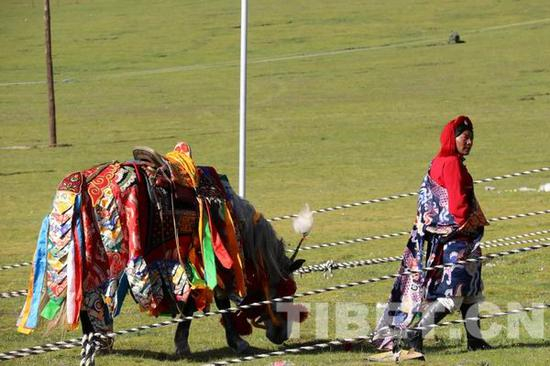  △图为治多县的信教群众准备献给班禅大师的宝马。
