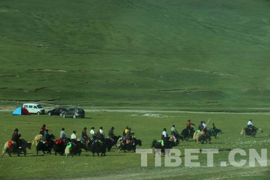 △图为欢迎班禅大师的牦牛队。