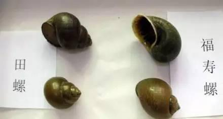 左边是田螺，右边是福寿螺